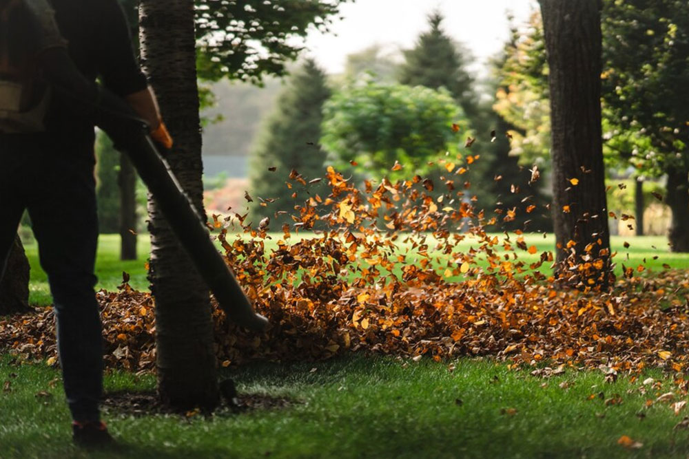 A person uses a leaf blower to remove leaves from the grass in a well-maintained garden.
