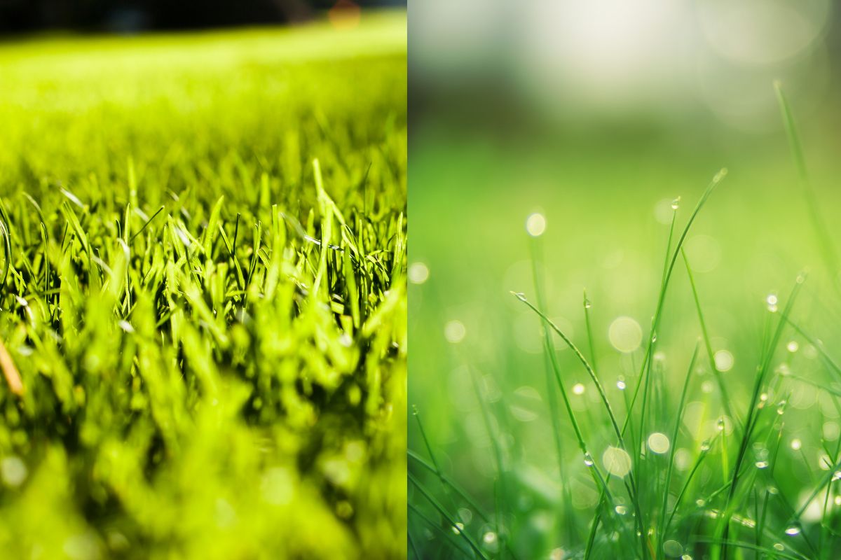 Two images comparing synthetic turf and non-native natural grass, showcasing grass with glistening water droplets.