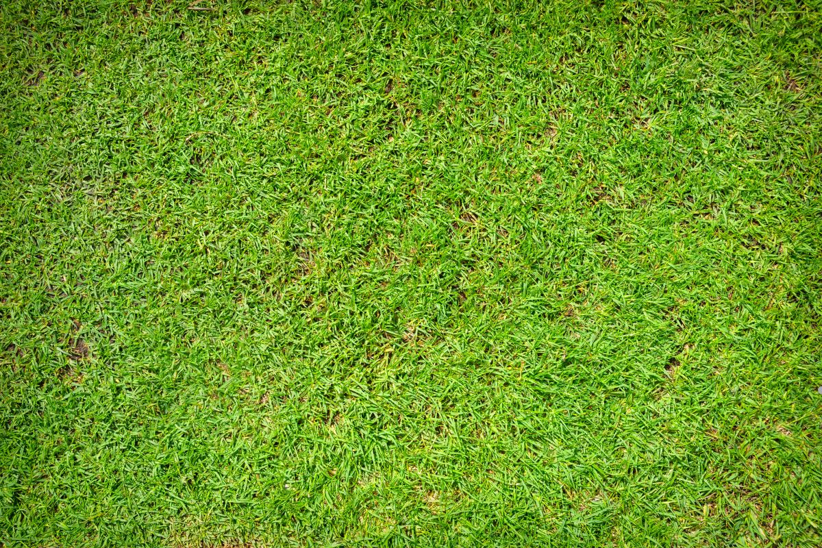 A vibrant green grass texture background, illustrating the lushness and natural beauty of the grass.