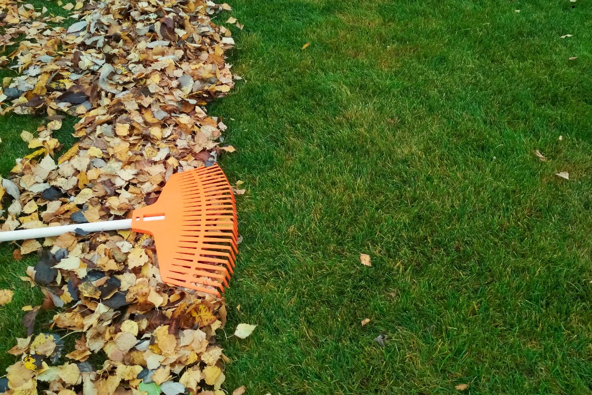 Fall Lawn Care