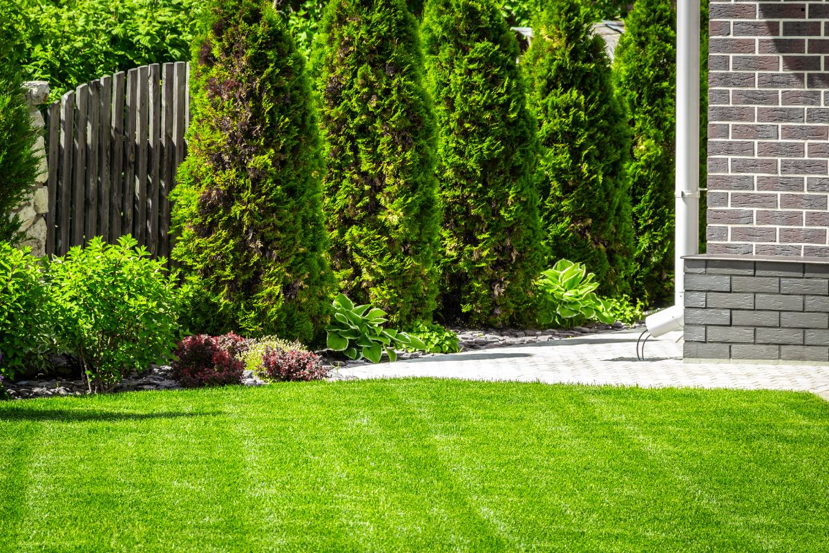 Healthy Lawn
