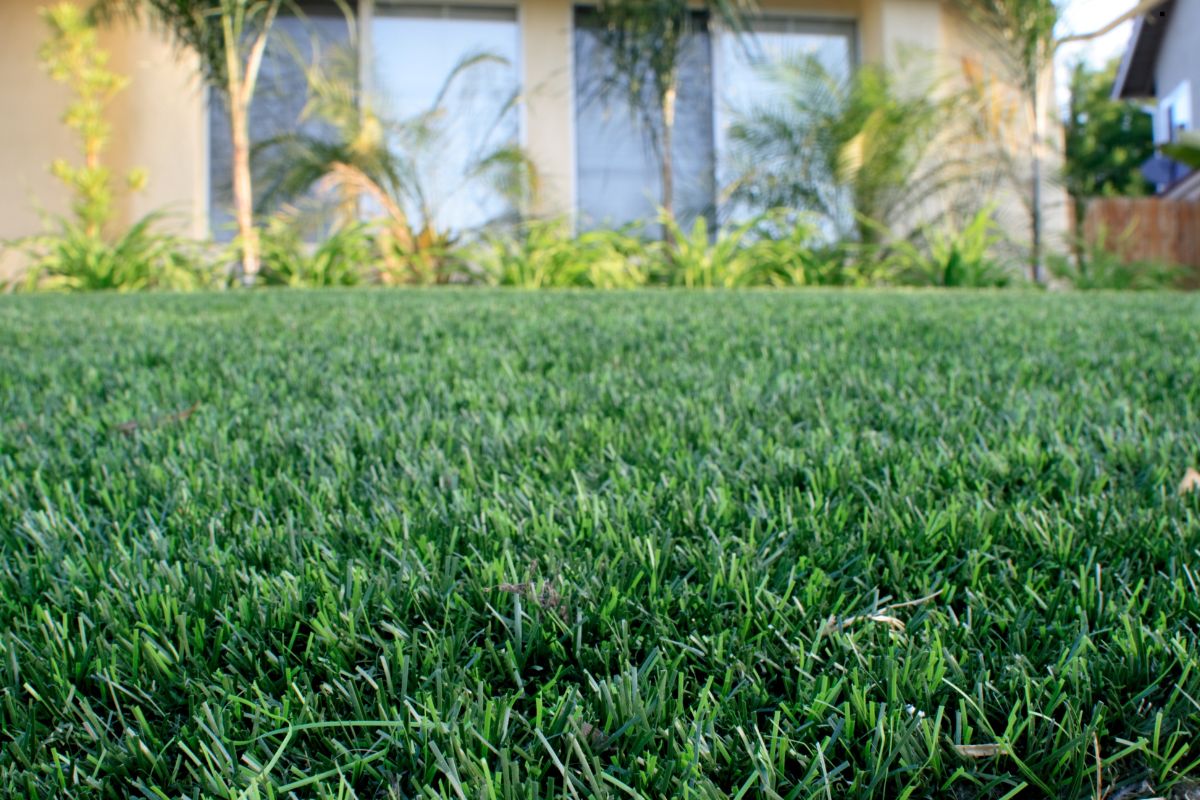 Synthetic Grass Installation